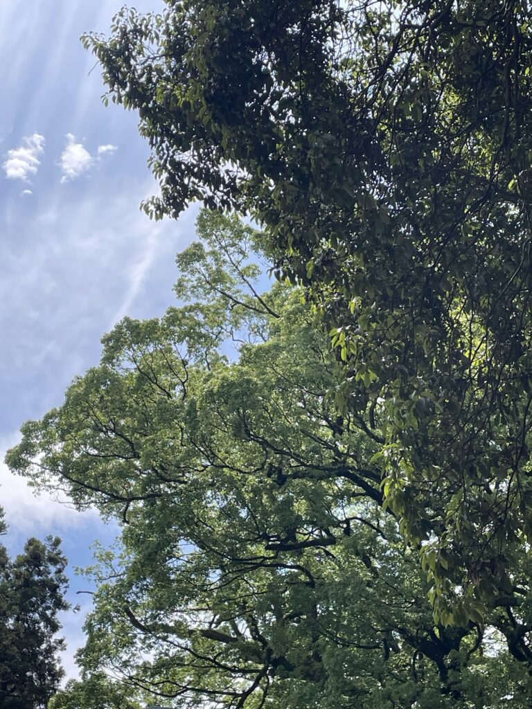 木
